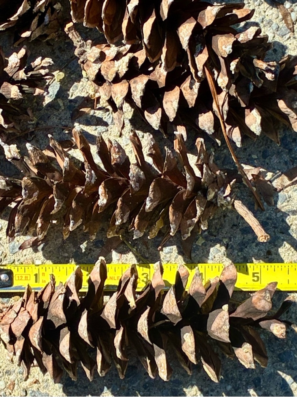 Natural Brown Pinecone Garlands or Decor
